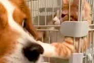 自分で猫に近づいた犬が、なぜかビビりまくり…理不尽すぎる『アニメのような被害者面』が55万再生「ディズニーに出てきそう」「可愛すぎｗ」