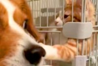 自分で猫に近づいた犬が、なぜかビビりまくり…理不尽すぎる『アニメのような被害者面』が55万再生「ディズニーに出てきそう」「可愛すぎｗ」