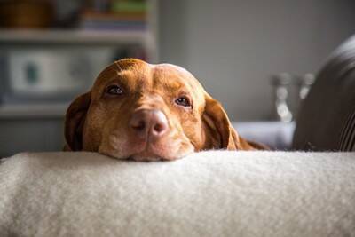 犬が『眠い』ときにみせるサイン５選　快適な睡眠環境を整えるために今日からできることまで