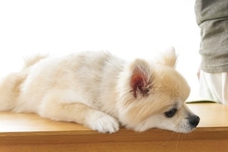 犬の致死率が高い『病気』５選　初期段階でみられる危険な症状や発症する要因まで
