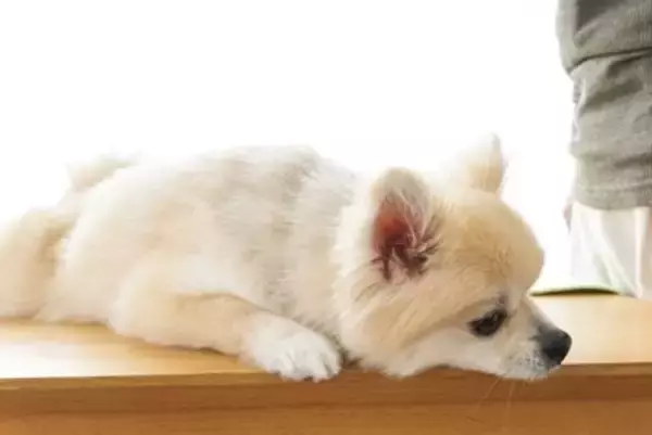 犬の致死率が高い『病気』５選　初期段階でみられる危険な症状や発症する要因まで