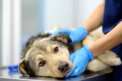 犬の致死率が高い『病気』５選　初期段階でみられる危険な症状や発症する要因まで