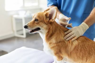 犬の致死率が高い『病気』５選　初期段階でみられる危険な症状や発症する要因まで