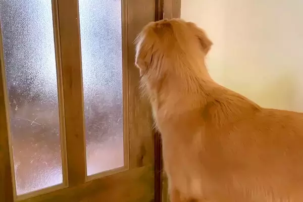 大型犬が『初めてママとふたりっきりでお留守番をした』結果→『独り占めで喜ぶかな』と思いきや…予想外な光景に反響「みんな一緒がいいんだね」