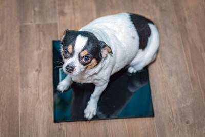 放っておくと危険な『犬の病気』5つ　絶対に見逃したくない初期症状とは？