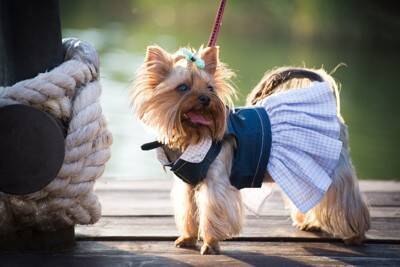 放っておくと危険な『犬の病気』5つ　絶対に見逃したくない初期症状とは？
