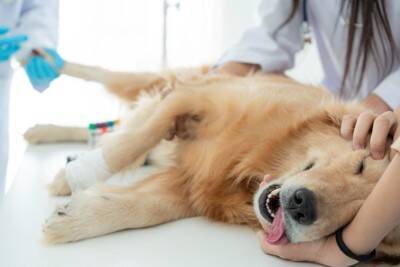 放っておくと危険な『犬の病気』5つ　絶対に見逃したくない初期症状とは？