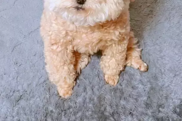朝、ゴミ捨てのため『5分間だけ外に出た』結果→帰宅後、家で待っていた犬が…『愛おしすぎる光景』に7万いいね「反則」「泣けるほど可愛い」