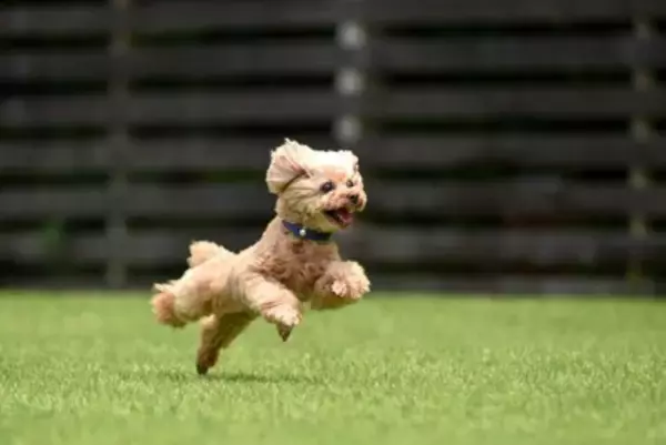 『他の犬と仲良く遊べない』犬の共通点4つ　適切な距離感や社会化を学ばせる方法とは？