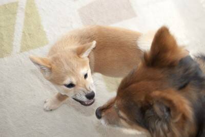 『他の犬と仲良く遊べない』犬の共通点4つ　適切な距離感や社会化を学ばせる方法とは？