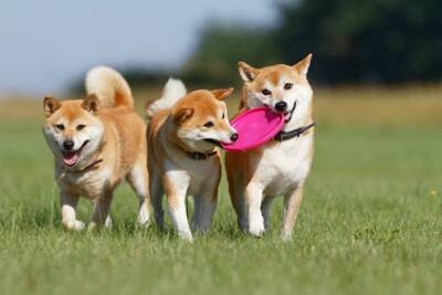『他の犬と仲良く遊べない』犬の共通点4つ　適切な距離感や社会化を学ばせる方法とは？