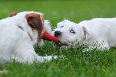 『他の犬と仲良く遊べない』犬の共通点4つ　適切な距離感や社会化を学ばせる方法とは？