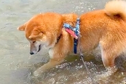 海の波打ち際で『好きな石』を発見した犬→『もう少しで取れる』と思いきや…応援したくなる『まさかの展開』が28万再生「大自然と格闘ｗｗ」