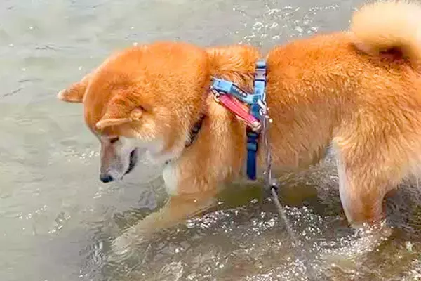 海の波打ち際で『好きな石』を発見した犬→『もう少しで取れる』と思いきや…応援したくなる『まさかの展開』が28万再生「大自然と格闘ｗｗ」