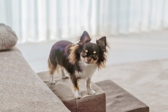 犬が飼い主に『遠慮してしまう』理由4つ　空気を読んでいるときにみせる行動や注意点まで