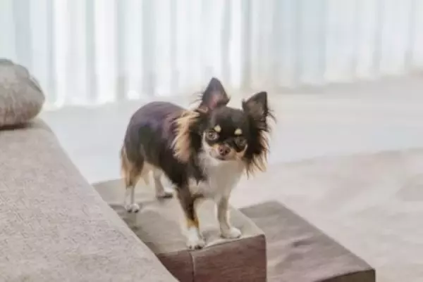 犬が飼い主に『遠慮してしまう』理由4つ　空気を読んでいるときにみせる行動や注意点まで