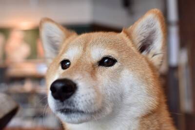 犬が飼い主に『遠慮してしまう』理由4つ　空気を読んでいるときにみせる行動や注意点まで