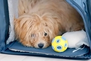 とても怖がりな『もさもさの子犬』→初めてトリミングをしてもらった結果…同じ犬とは思えない『大変身』に絶賛「とってもいい子」「お疲れ様」