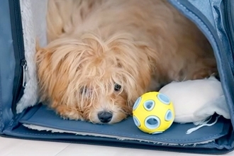 とても怖がりな『もさもさの子犬』→初めてトリミングをしてもらった結果…同じ犬とは思えない『大変身』に絶賛「とってもいい子」「お疲れ様」
