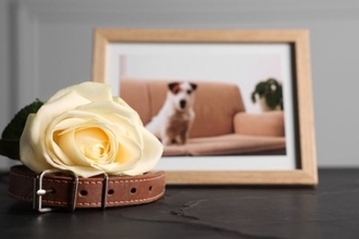 犬が亡くなる前にあらわれる兆候7選　死期が近づいてきたときにみせる行動とは？