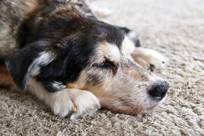 犬が亡くなる前にあらわれる兆候7選　死期が近づいてきたときにみせる行動とは？