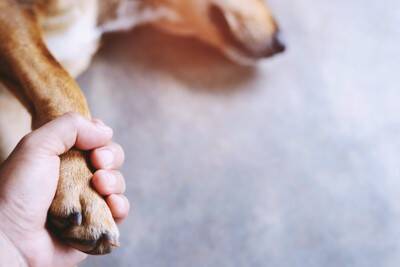 犬が亡くなる前にあらわれる兆候7選　死期が近づいてきたときにみせる行動とは？