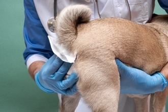 犬の『肛門腺絞り』絶対してはいけないNG行為7選　愛犬に大きな負担をかける不適切なケアとは