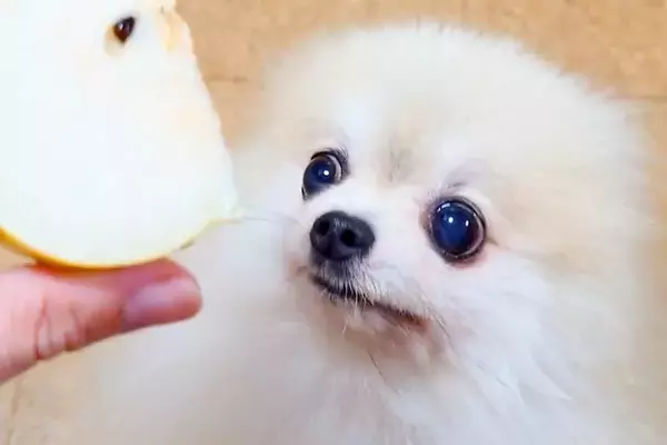 『梨』を犬に見せてみた結果→思った以上に『喜びが爆発』して…愛おしすぎる光景に反響「別の生き物みたいになってるｗ」「回ってるの可愛い」