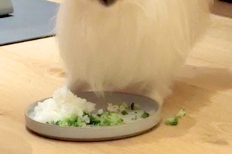 食事中、犬の顔が汚れてしまうので『シャワーキャップ』を頭にかぶせた結果→可愛すぎる光景に4万いいね「給食当番みたいで草」「パーマおば」