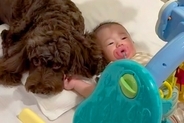 赤ちゃんが『生まれた時から犬と育った』結果→離れると、必ず『号泣』してしまい…とんでもなく尊い光景が54万再生「愛に溢れてる」「泣いた」
