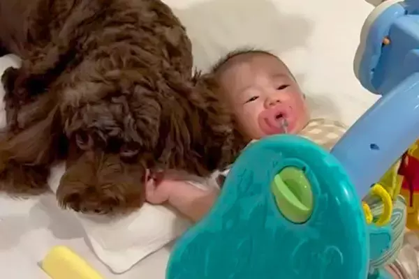 赤ちゃんが『生まれた時から犬と育った』結果→離れると、必ず『号泣』してしまい…とんでもなく尊い光景が54万再生「愛に溢れてる」「泣いた」