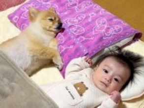 『10年間、犬と一緒のお布団で寝た』結果→赤ちゃんと一緒に…幸せが詰まっている『尊い光景』が138万再生「なんか泣けてくる」「まるで人間」