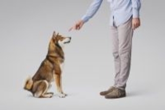 犬が人に心を閉ざしてしまう『絶対NGな行動』6選　意外とやりがちなタブー行為や信頼してもらう方法まで