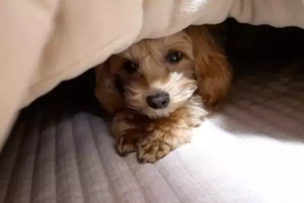 犬に『コタツ』は危険なの？考えられる事故やワンコのいる部屋で飼い主が気をつけるべきことまで