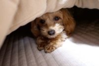 犬に『コタツ』は危険なの？考えられる事故やワンコのいる部屋で飼い主が気をつけるべきことまで