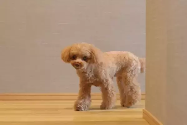 犬が飼い主に『外出しないで』と言っているサイン4つ　どうしても出かけなければならないときの対処法とは？