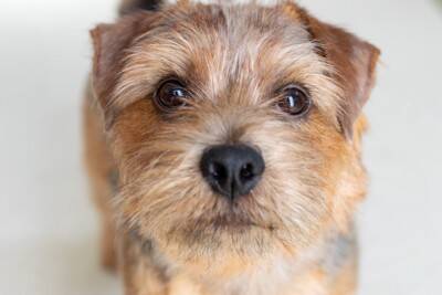 犬が飼い主に『外出しないで』と言っているサイン4つ　どうしても出かけなければならないときの対処法とは？