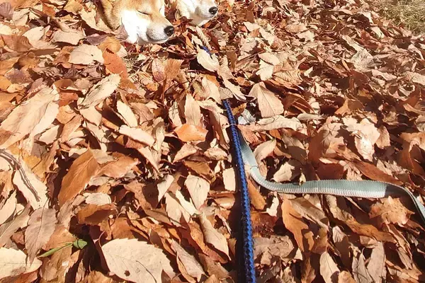 『寒波に負けないライフハック』を編み出した2匹の犬→散歩中に…もはや擬態している『寒さ対策』が12万表示「首浸かってて草」「天才か？」