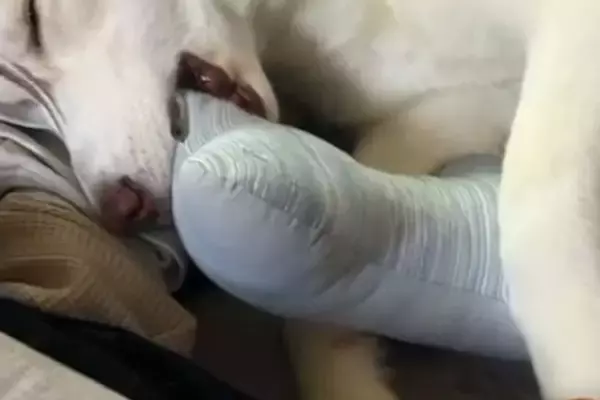 カッコいいシベリアンハスキー→寝ているところを撮影したら…想像と違う『赤ちゃんすぎる光景』が8万再生「人間と同じ」「大きな赤ちゃんｗ」