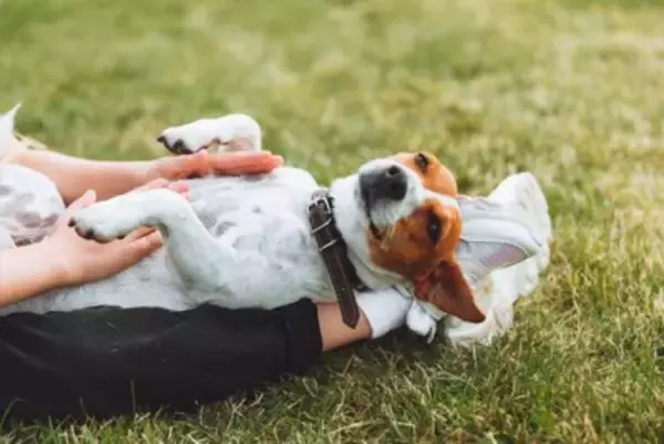 『人懐っこい犬』の特徴4選　フレンドリーなワンコの共通点や社交的に育てるコツまで
