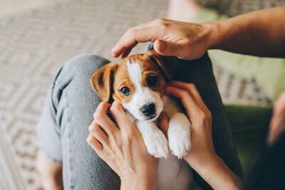 『人懐っこい犬』の特徴4選　フレンドリーなワンコの共通点や社交的に育てるコツまで