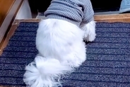 歯医者に行くため『おばあちゃんに犬を預けた』結果→様子が送られてきて…今すぐ帰りたくなる『玄関の光景』に感動「涙でる」「ほんと可愛い」
