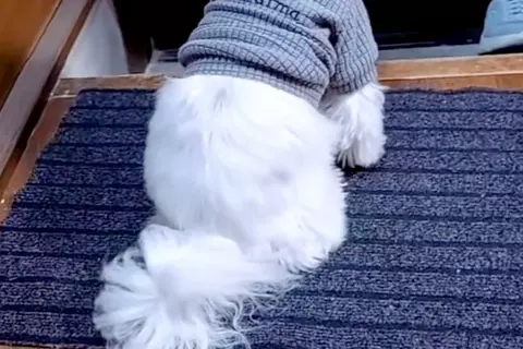 歯医者に行くため『おばあちゃんに犬を預けた』結果→様子が送られてきて…今すぐ帰りたくなる『玄関の光景』に感動「涙でる」「ほんと可愛い」