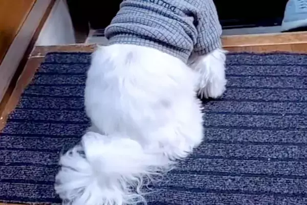 歯医者に行くため『おばあちゃんに犬を預けた』結果→様子が送られてきて…今すぐ帰りたくなる『玄関の光景』に感動「涙でる」「ほんと可愛い」