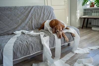 犬が『部屋を散らかしてしまう』理由3つ　問題行動をやめさせるための解決策まで