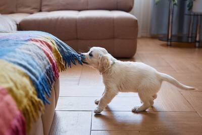 犬が『部屋を散らかしてしまう』理由3つ　問題行動をやめさせるための解決策まで