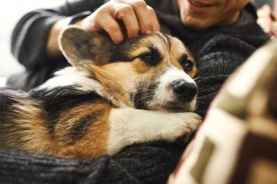 犬に負担がかからない『正しい抱き方』とは？絶対やってはいけない抱っこやNGポイントまで解説