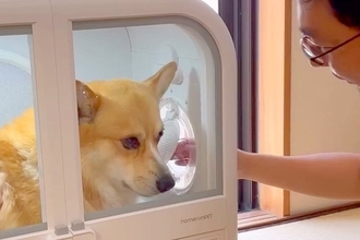 娘と夫が『ドライヤー中の犬を撫でた』結果→あからさまに嫌がり…まさかの『露骨すぎる態度の違い』が18万再生「たまらん」「可愛いし面白い」