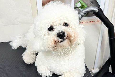 真っ白な犬とドッグランへ→入場して5分後、目の前に泥を見つけてしまい…『絶望的すぎる光景』に反響「行きと帰りで別の犬ｗ」「満足そう」