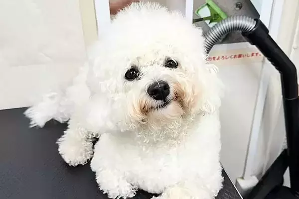 真っ白な犬とドッグランへ→入場して5分後、目の前に泥を見つけてしまい…『絶望的すぎる光景』に反響「行きと帰りで別の犬ｗ」「満足そう」